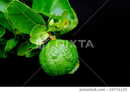 Bergamot orange hanging fruits with leaf isolated Bergamot orange hanging fruits with leaf isolated 24715229
