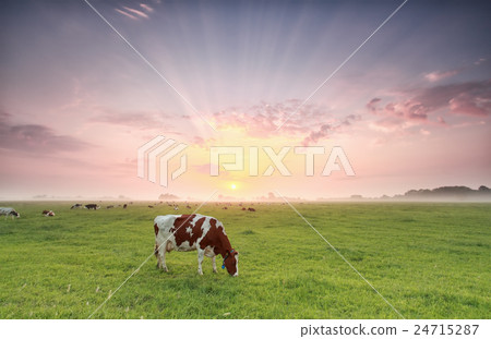 cow grazing on pasture at dramatic sunrise 24715287