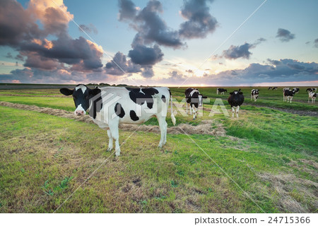 cattle on pasture at summer sunset 24715366