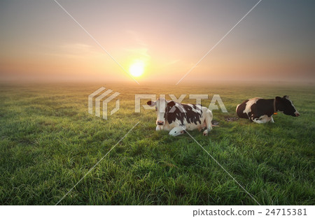 relaxed cows on pasture at sunrise relaxed cows on pasture at sunrise 24715381