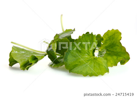 Centella asiatica or Thankuni in Indian, Buabok Centella asiatica or Thankuni in Indian, Buabok 24715419
