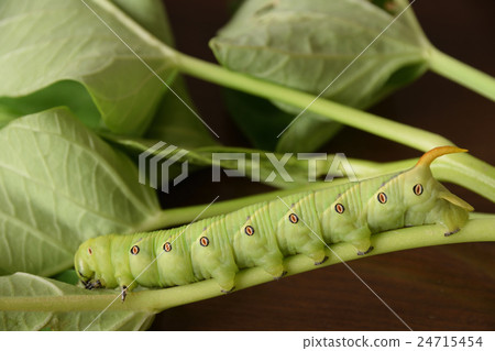 Larva of sweet potato pest insect petrel 24715454