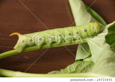 甘藷害蟲昆蟲海燕幼蟲 24715455