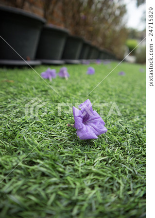 Waterkanon purple flower on artificial grass Waterkanon purple flower on artificial grass 24715829