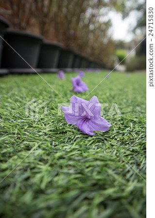 Waterkanon purple flower on artificial grass 24715830