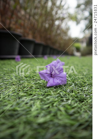 Waterkanon purple flower on artificial grass 24715831