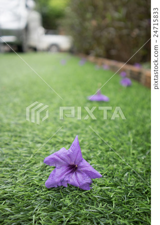 Waterkanon purple flower on artificial grass 24715833