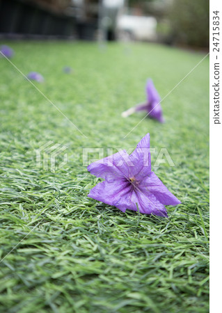 Waterkanon purple flower on artificial grass 24715834