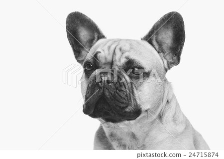 Beautiful french bulldog dog Beautiful french bulldog dog 24715874