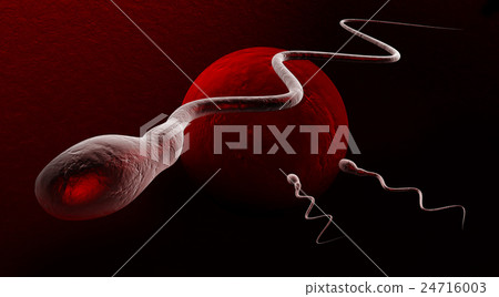 Cartoon illustration of human sperms and egg 24716003