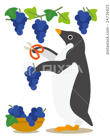 Adelie penguin days Autumn harvest grape hunting 24716825