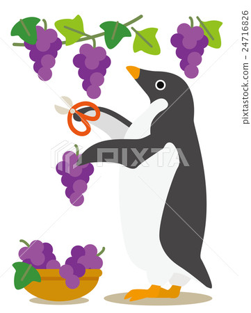 Adelie penguin days Autumn harvest grape hunting 24716826