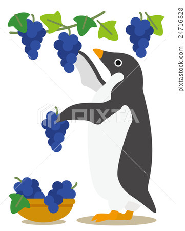 Adelie penguin days Autumn harvest grape hunting 24716828