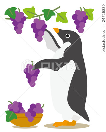 Adelie penguin days Autumn harvest grape hunting 24716829