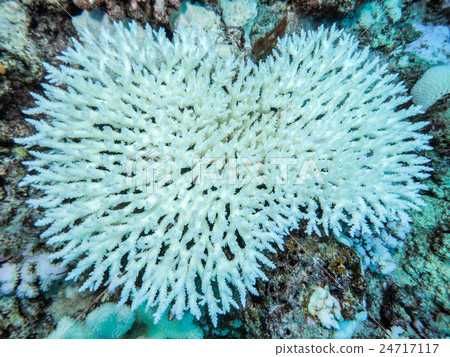 Coral bleaching phenomenon Coral bleaching phenomenon 24717117