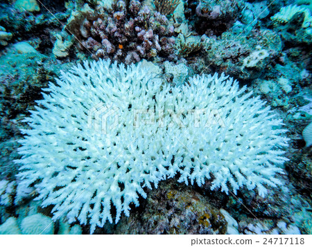 Coral bleaching phenomenon 24717118