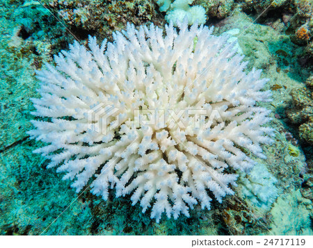 Coral bleaching phenomenon 24717119