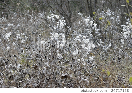 Cotton Cotton 24717128