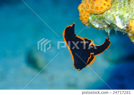 Red-faced red fish Red-faced red fish 24717281