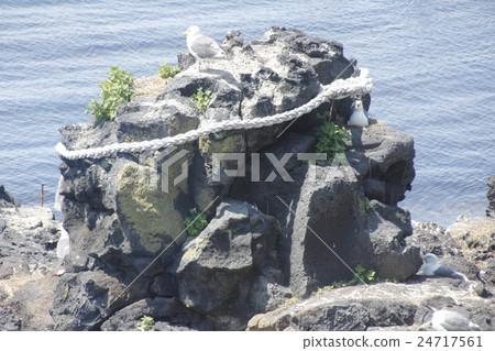 Seagulls and Human rocks Seagulls and Human rocks 24717561