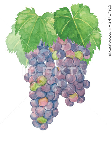 Grapes Muscat Berry A watercolor Grapes Muscat Berry A watercolor 24717915