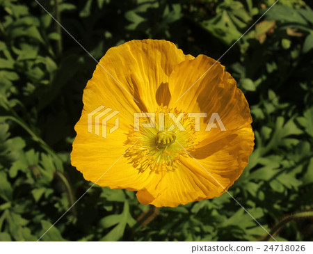 Yellow poppy in full bloom 24718026