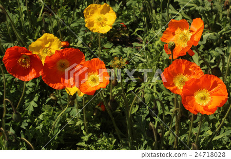 Poppy of colorful Tateyama family park 24718028