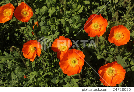 Poppies of Tateyama Family Park blooming and competing 24718030