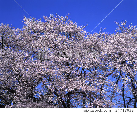 Yoshino cherry tree at the Fukuin shrine in full bloom shining in the blue sky 24718032