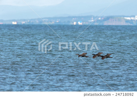 Flock of pelagic cormorant flying over Pacific 24718092