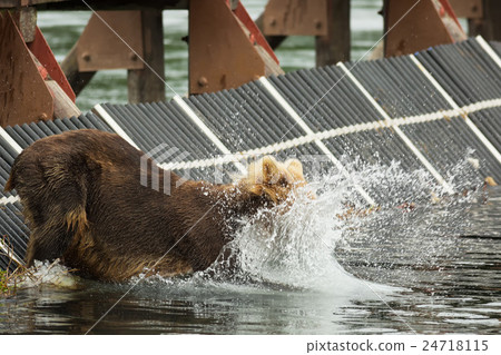 Young brown bear catches prey in the Kurile Lake. 24718115