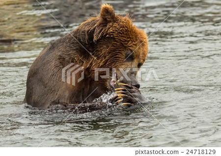 Brown bear eating fish caught in Kurile Lake. 24718129