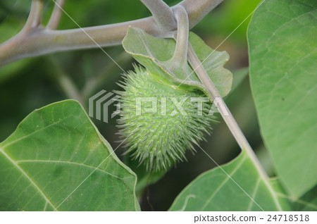 韓國牽牛花 24718518