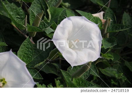 韓國牽牛花 24718519