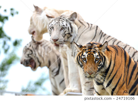 bengal tiger show bengal tiger show 24719106