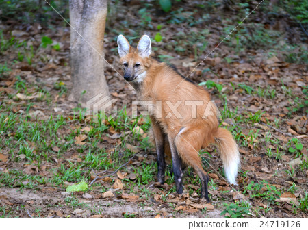 maned wolf 24719126