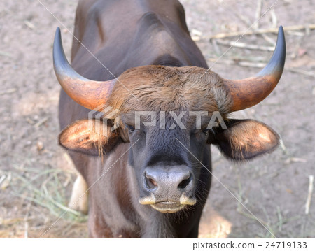 gaur head 24719133