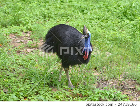 cassowary bird 24719166