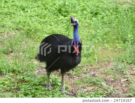 cassowary bird 24719167