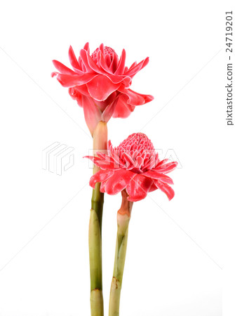 etlingera  elatior 24719201