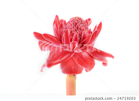 etlingera  elatior 24719203