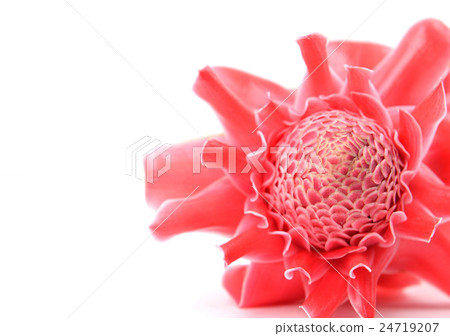 etlingera  elatior 24719207