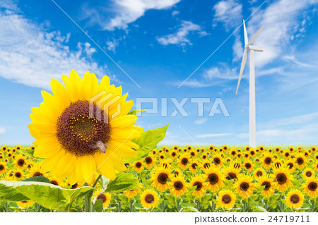 sunflowers field with wind turbine and blue sky sunflowers field with wind turbine and blue sky 24719711