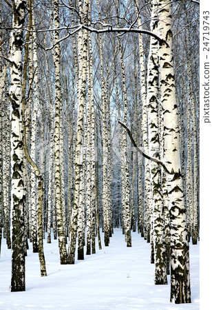 Snow covered trunks of birch trees Snow covered trunks of birch trees 24719743