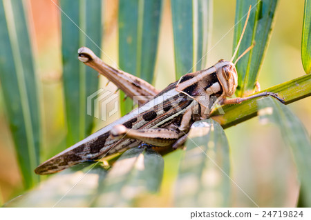 wrinkled grasshopper 24719824