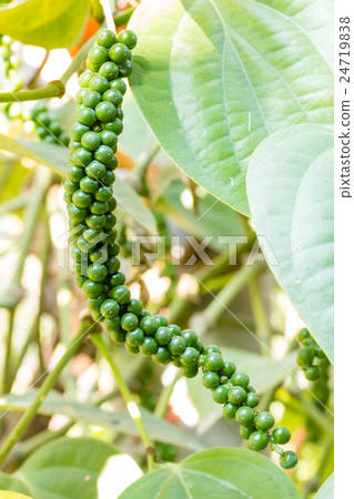 fresh green peper fresh green peper 24719838