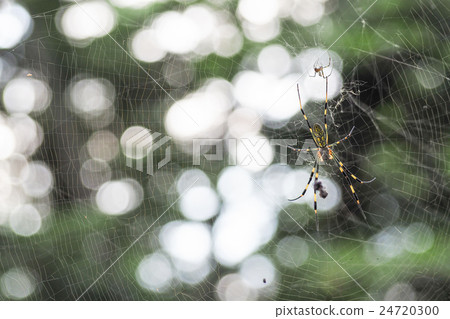 animal, arachnid, big 24720300