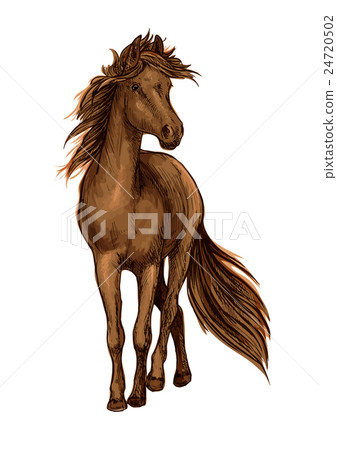 Sketch of brown horse with bay arabian stallion 24720502