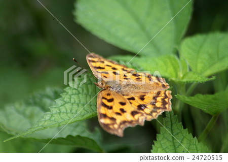 黃鉤蛺蝶 黃鉤蛺蝶 24720515