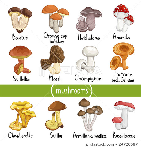 Different types of mushrooms vector illustration 24720587